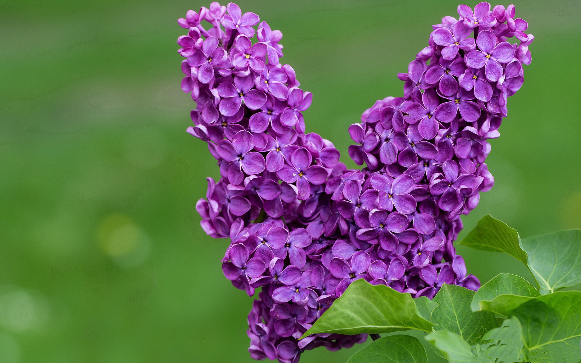 从友谊赛硝烟到世界之巅,一场加时赛如何点亮恩佐的2026征途