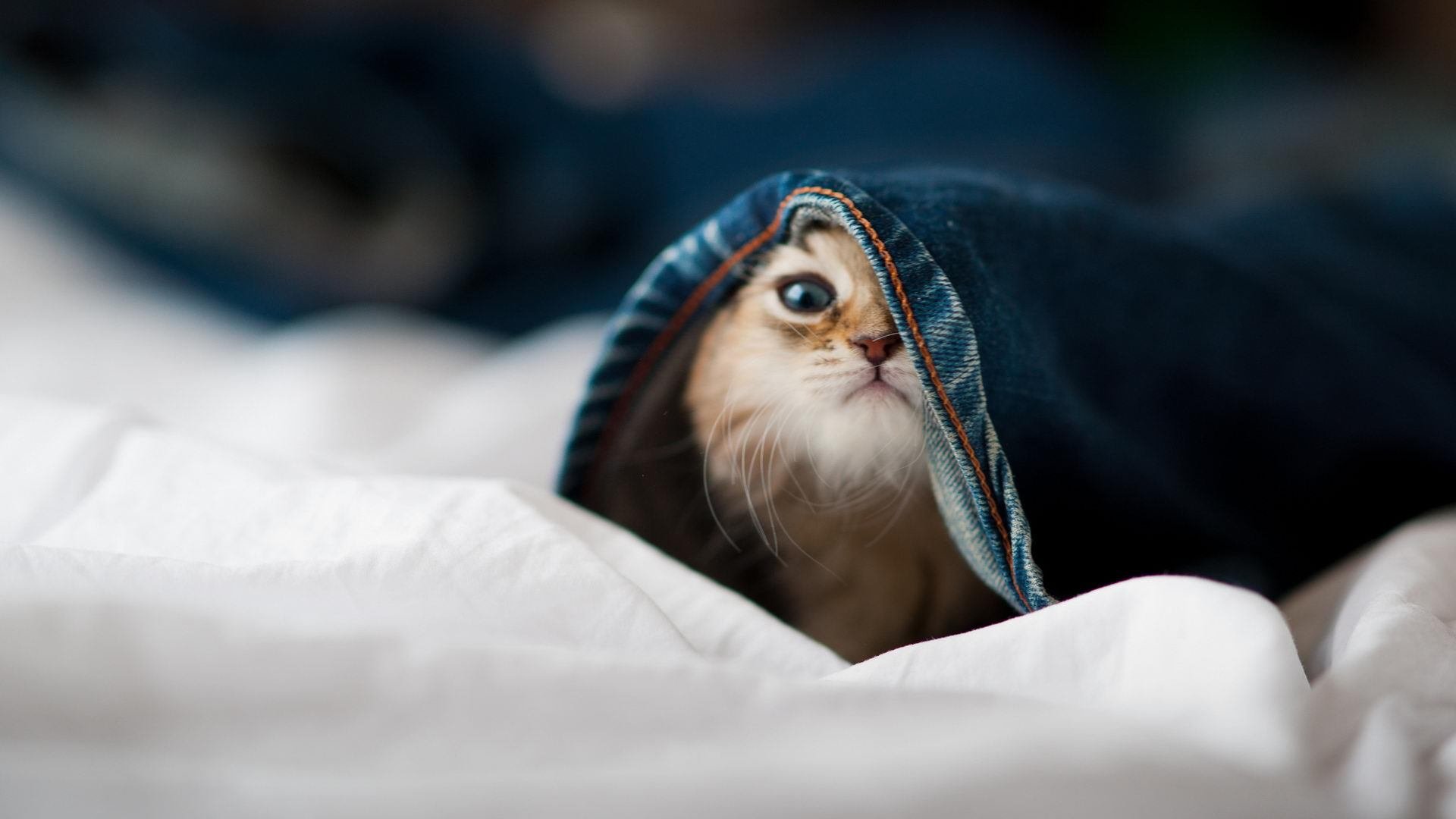 2026世界杯焦点战,巴西的桑巴手术刀,如何完成对洪都拉斯的全场窒息式控制?