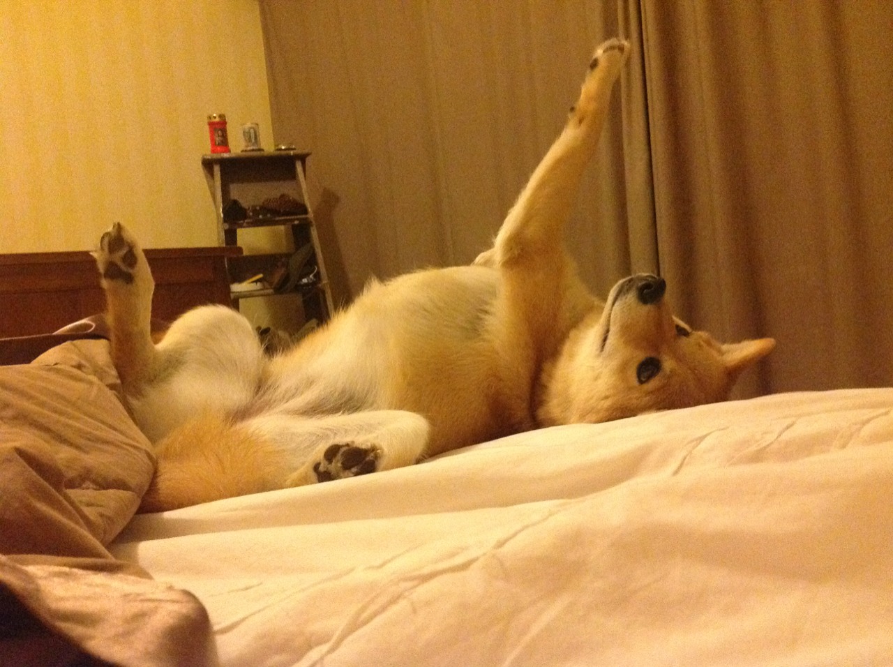 坚盾与疾风,戈贝尔一柱擎天,灰熊快打旋风冲垮步行者