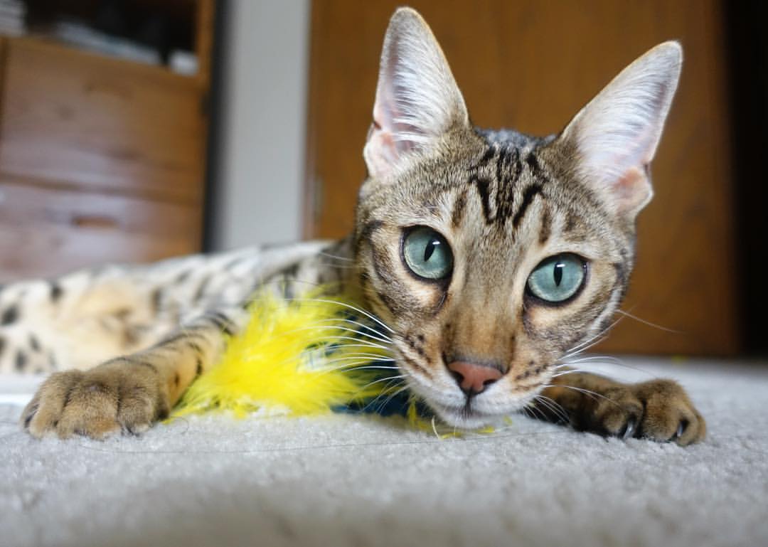 平行宇宙的钢与火,山西102-101湖人,一场不存在的西决生死战