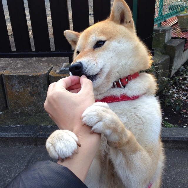 数据革命！富安健洋全面爆炸表现引领加拿大完美压制几内亚