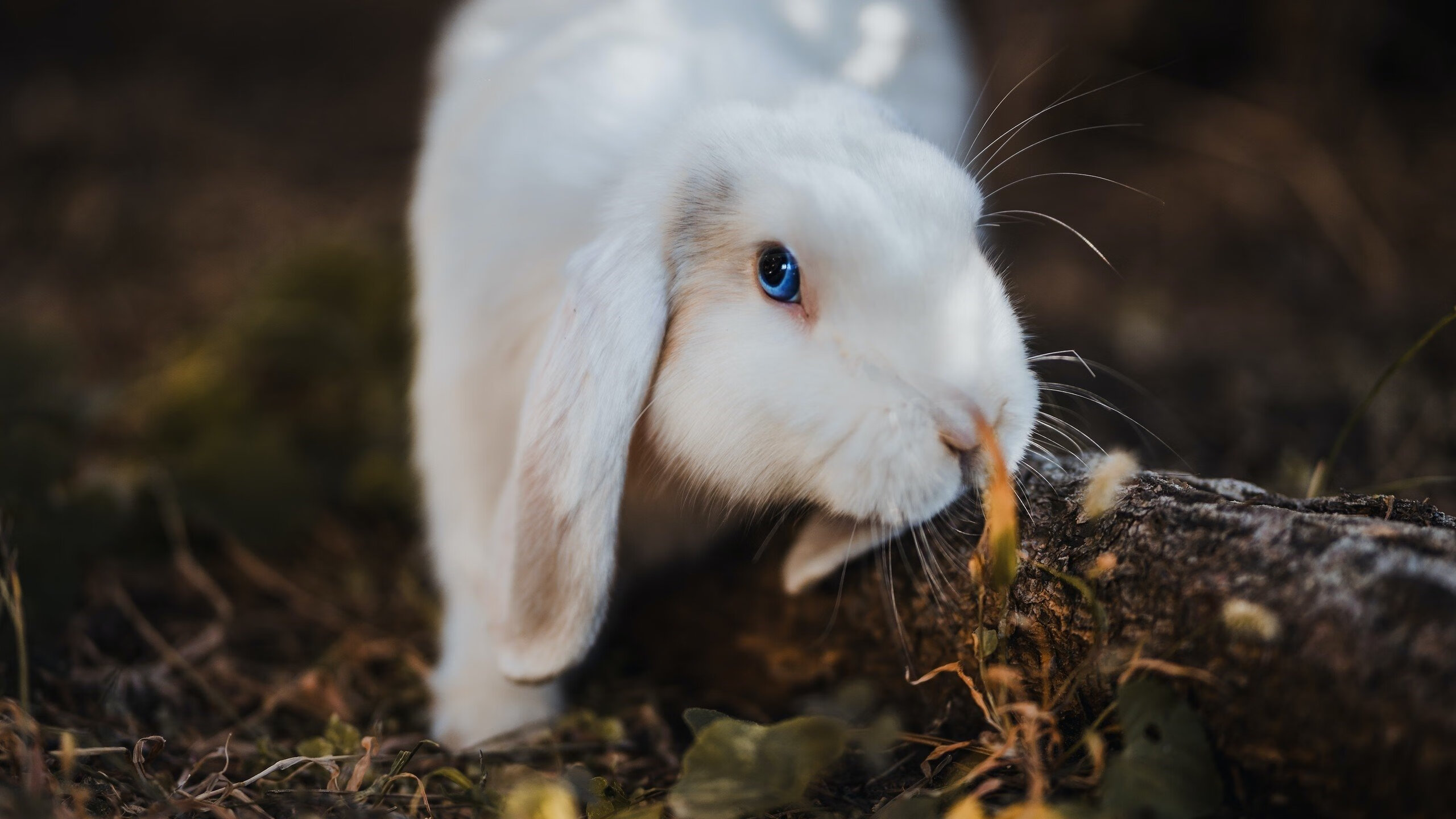 孤月寒刀，一球铸就永恒 孙兴慜的西决生死战之夜