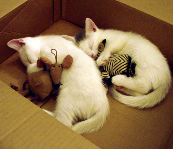 西决生死战 vs 药厂不败神话，一场横跨太平洋的体育共鸣