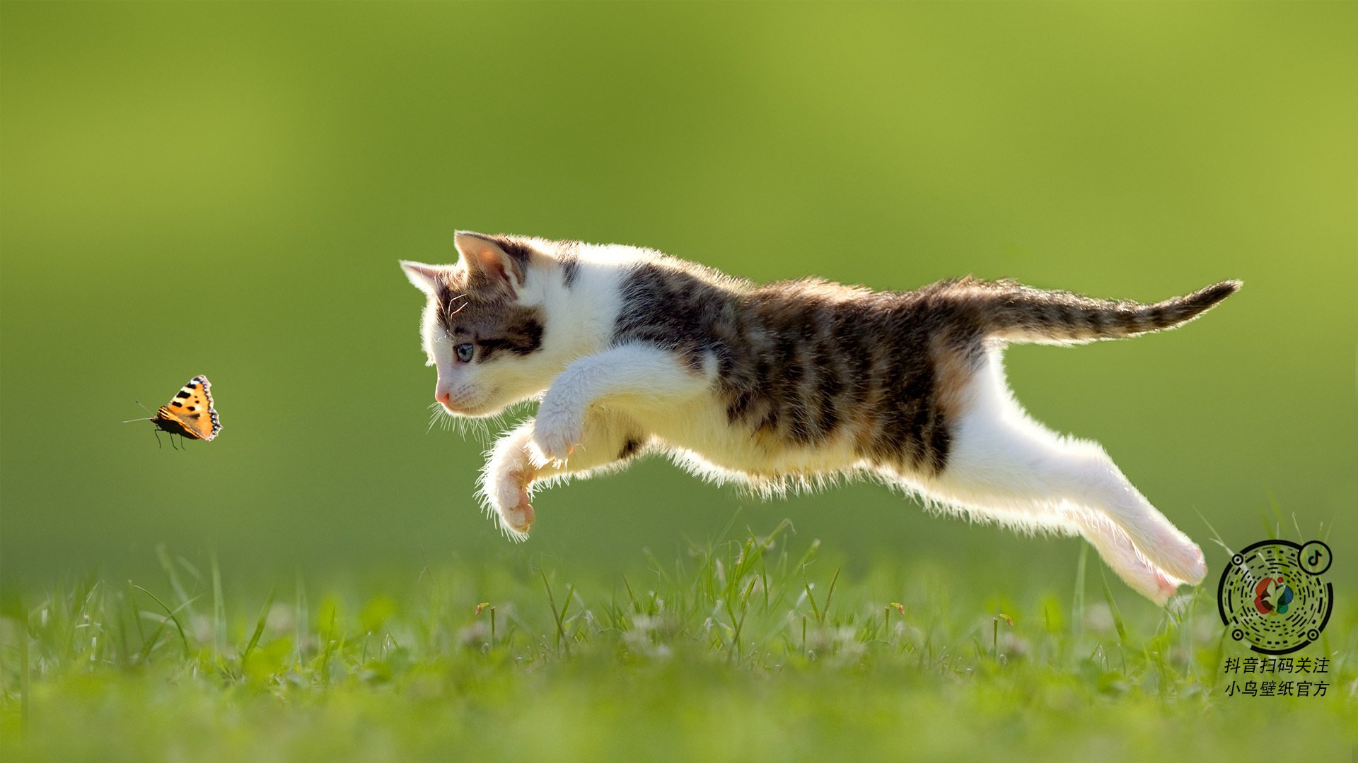 当独行侠的星光黯淡时，杰伦·格林与上海队的平民篮球逆袭