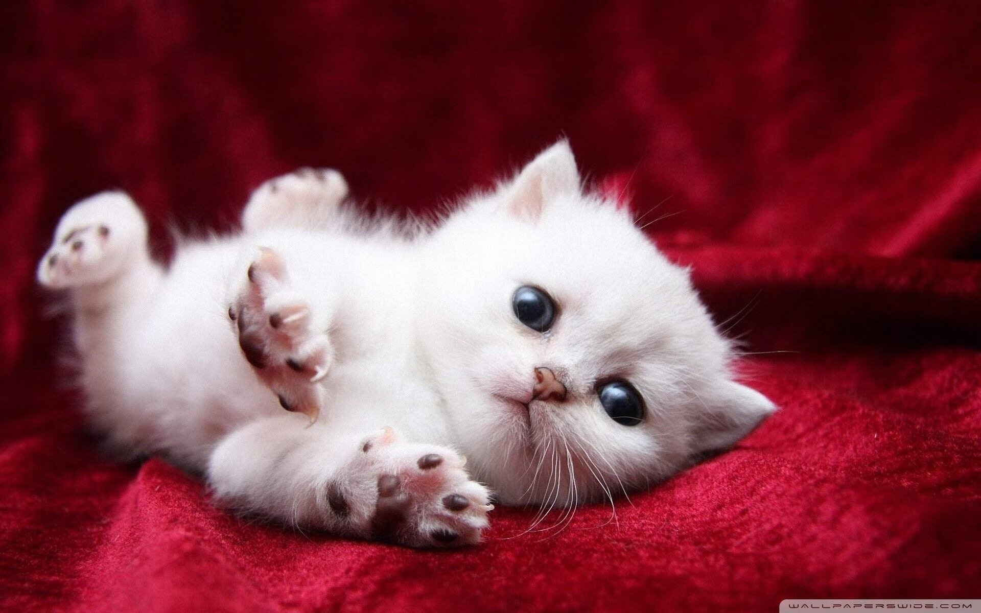 洲际德比，当拉齐奥遭遇几内亚，莱万·多维神迹降临圣西罗