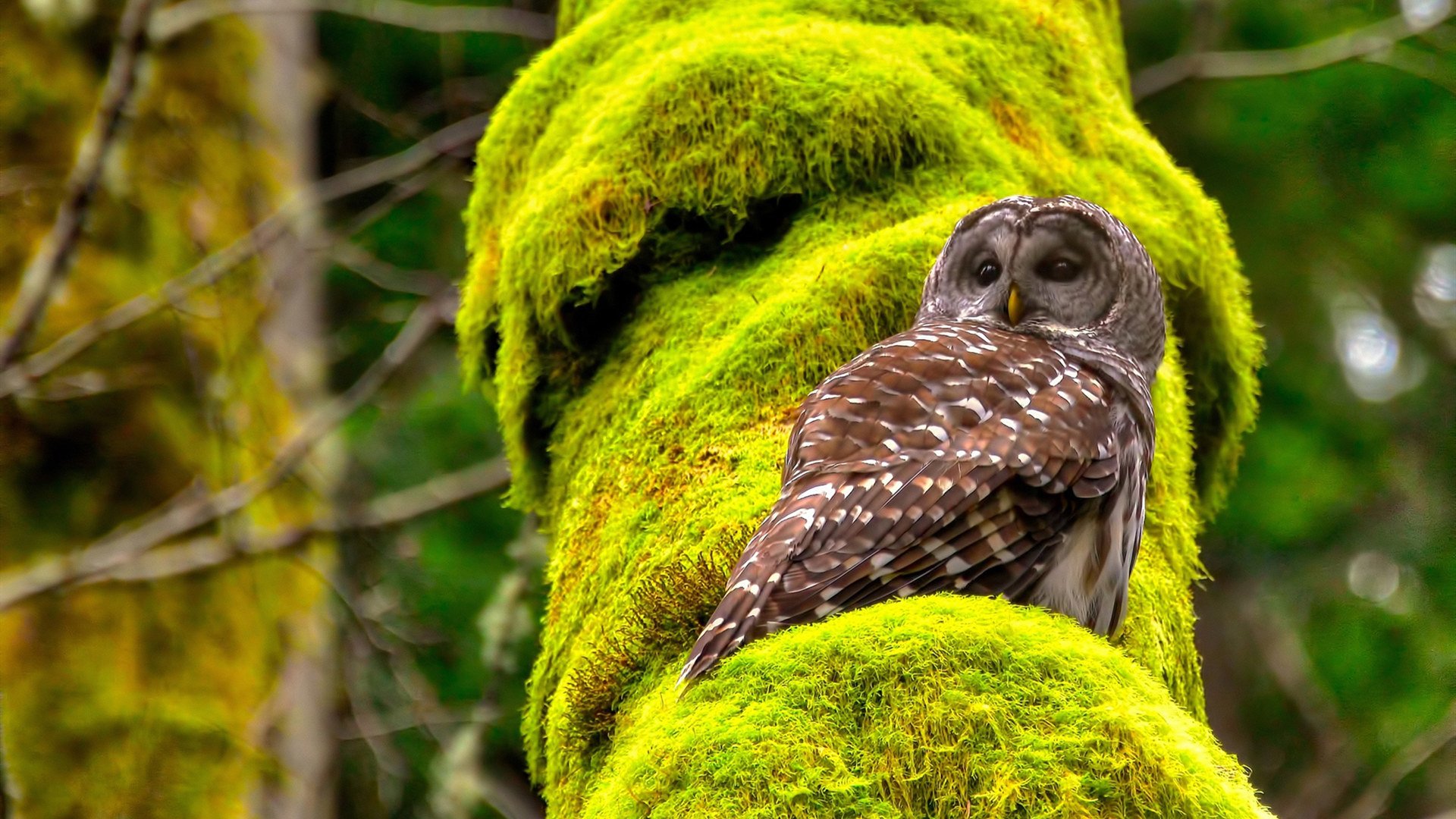 跨越洲际的防守艺术，当土耳其压境澳大利亚，德里赫特在欧冠竖起高墙