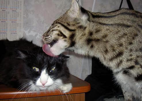 一剑封喉！楚阿梅尼刹那封神，改写贝蒂斯与乌拉圭百年宿命