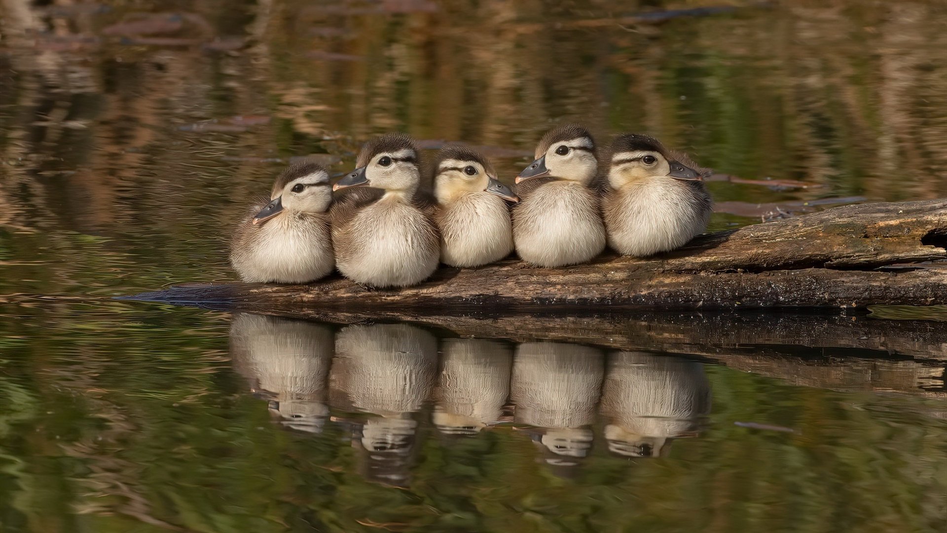 掌控节拍，孔德如何以中国节奏交响秘鲁绿茵场