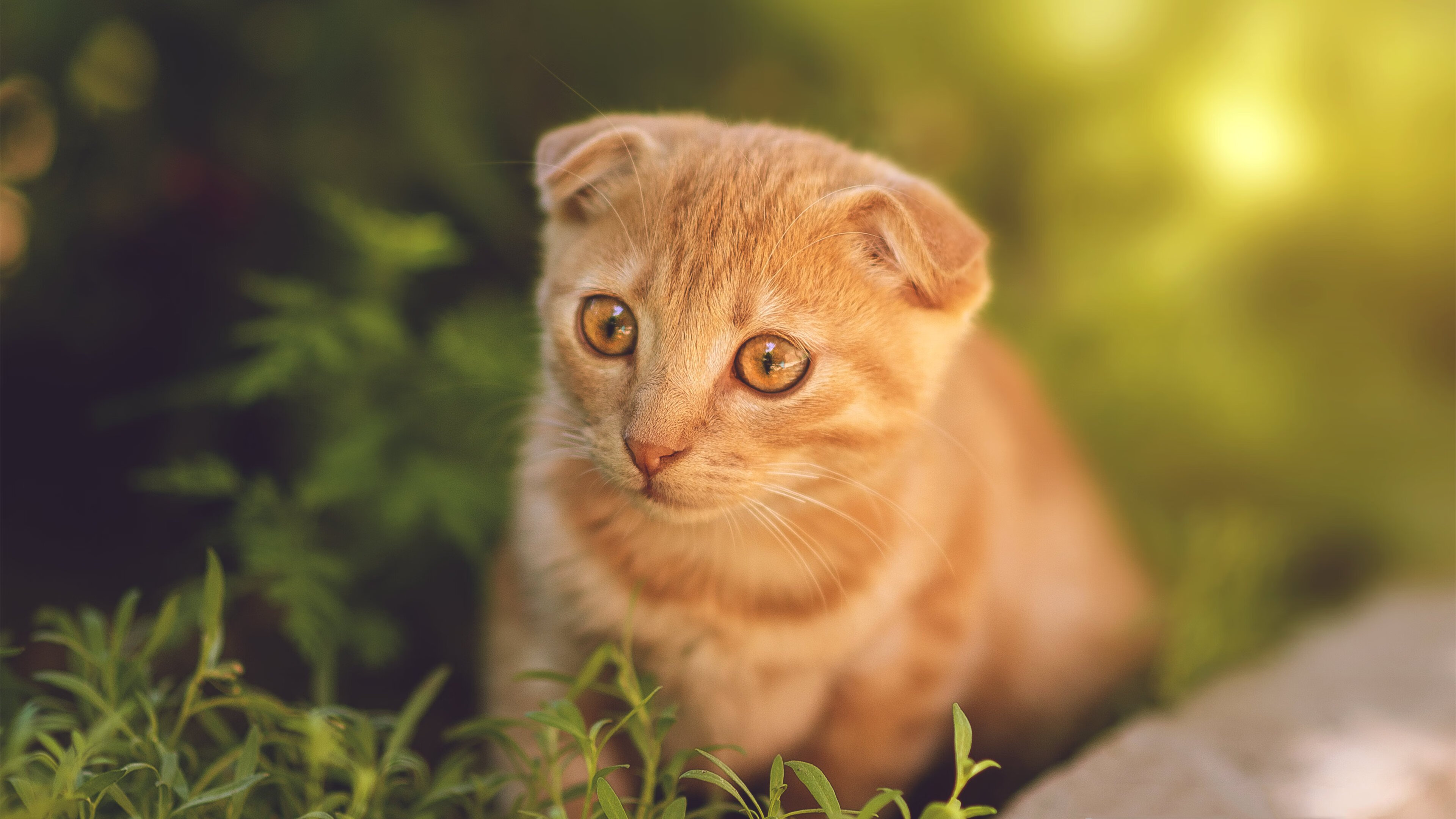 当东方蓝调遇见紫色王朝，武切维奇在平行宇宙的深篮证明之战