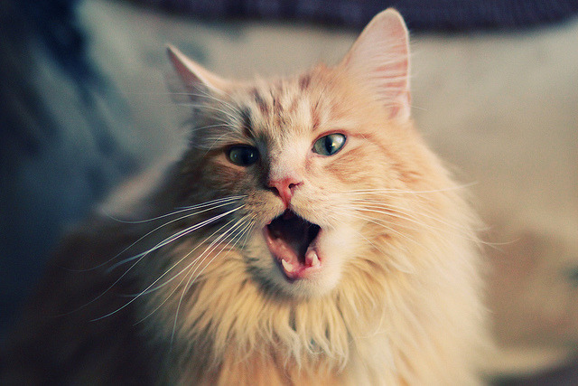 铁网缚王座，范弗利特编织沉默，开拓者令国王窒息